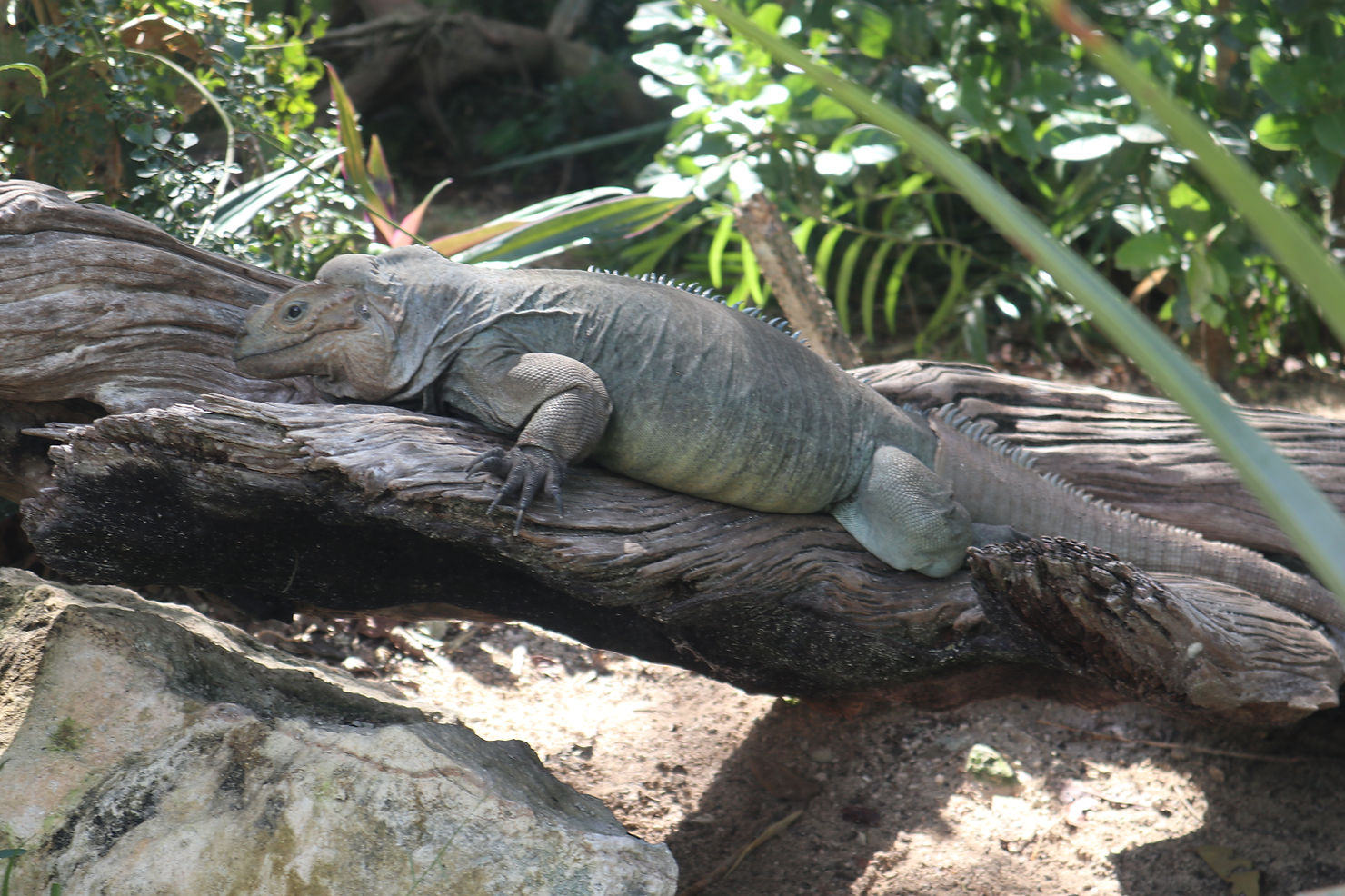 photo of an iguana